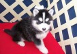 Originální Malé Pomsky Štěňátka